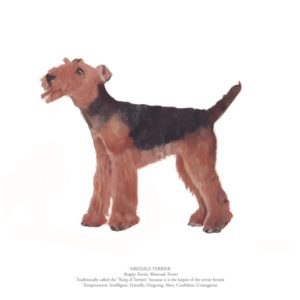 Airedale Terrier Polly Horner
