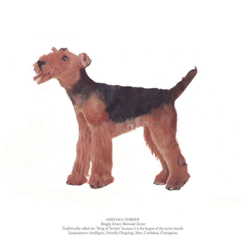 Airedale terrier best sale temperament friendly