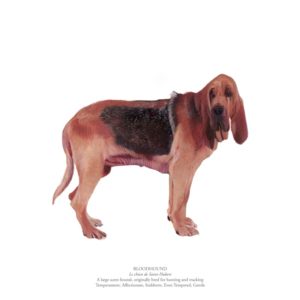 Bloodhound Polly Horner