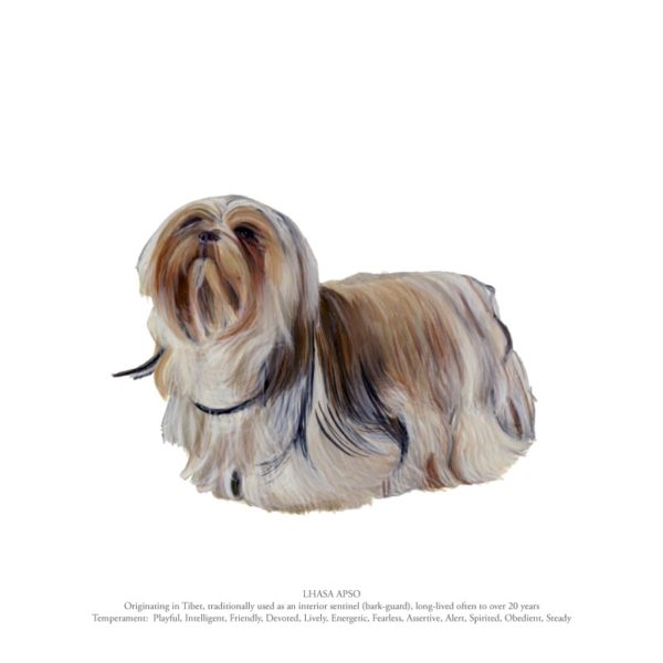 Lhasa Apso Polly Horner