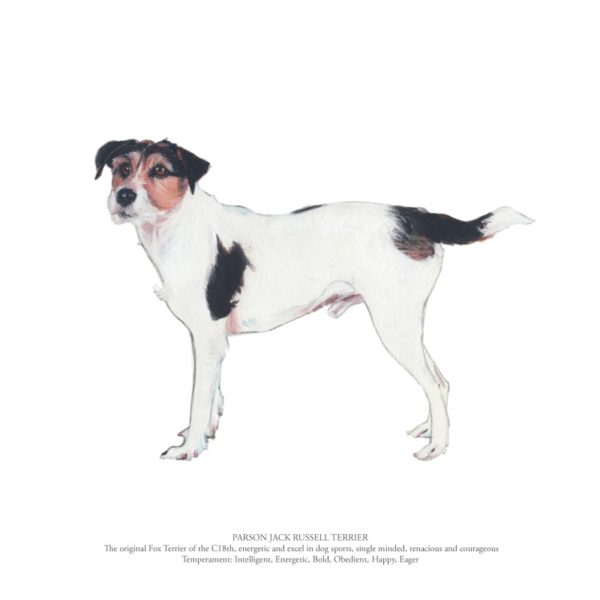 Parson Jack Russell Terrier Polly Horner