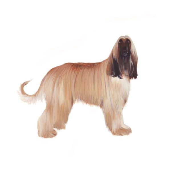 Afghan Hound Polly Horner 2013