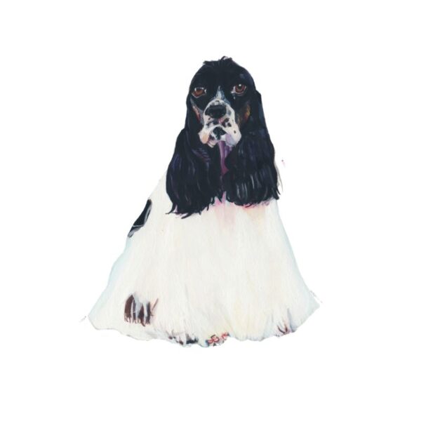 American Cocker Spaniel Polly Horner 2011