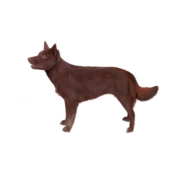 Australian Kelpie Polly Horner 2013