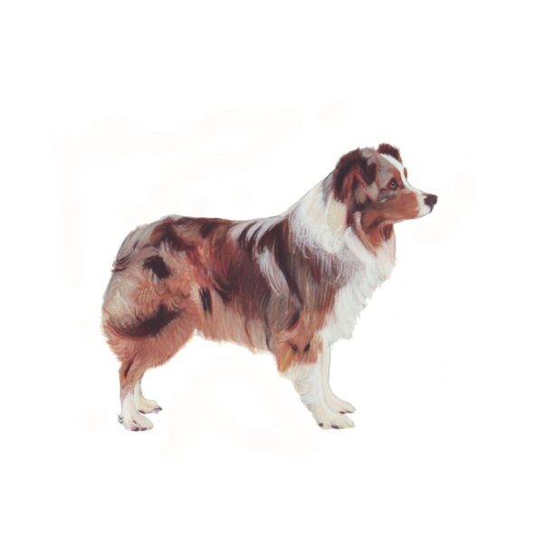Australian Shepherd Polly Horner 2013