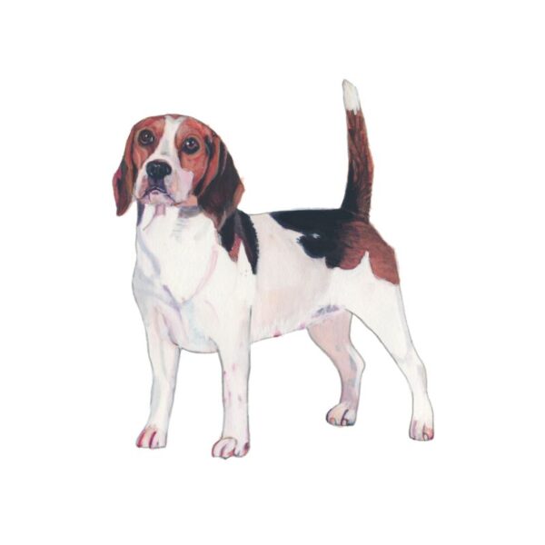 Beagle Polly Horner 2011