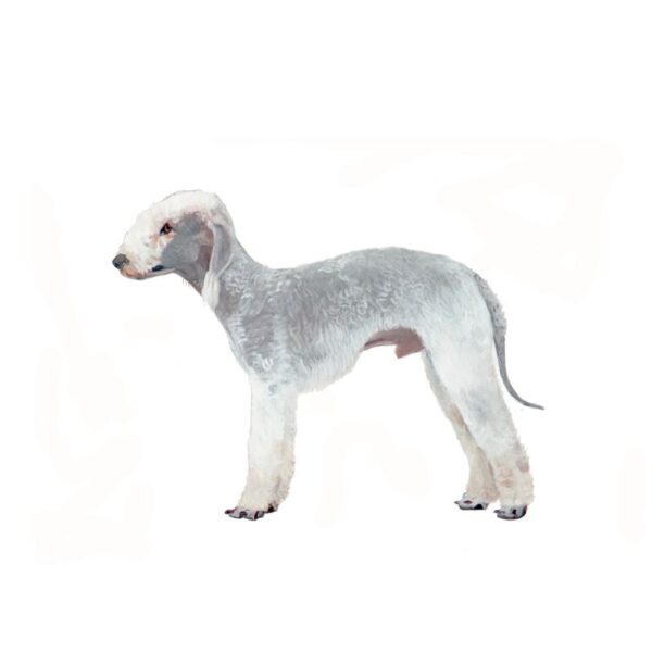 Bedlington Polly Horner 2013