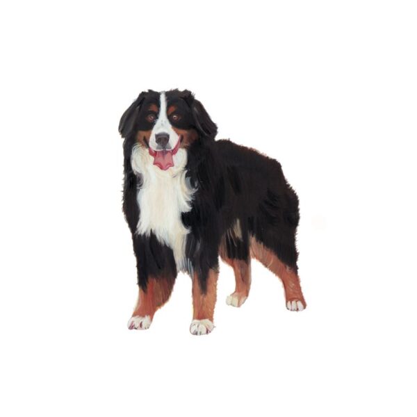 Bernese Mountain Dog Polly Horner 2013