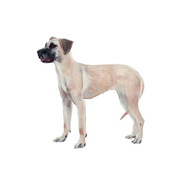 Blackmouth Cur Polly Horner 2013