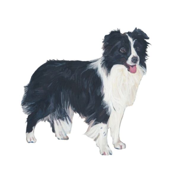 Border Collie Polly Horner 2011