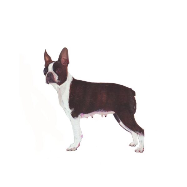Boston Terrier Polly Horner 2013
