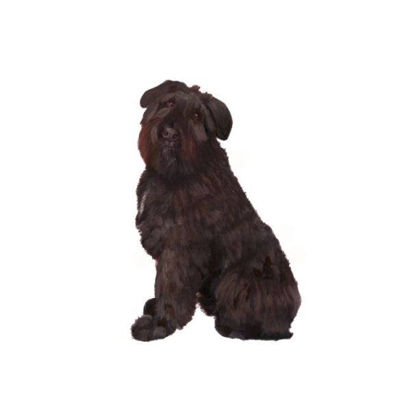 Bouvier des Flanders Polly Horner 2013