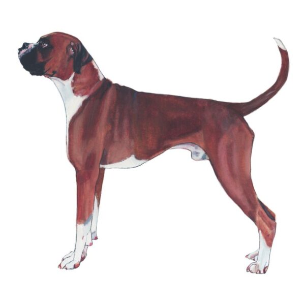 Boxer Polly Horner 2011