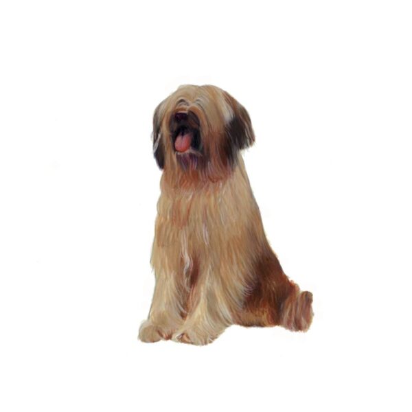 Briard Polly Horner 2013