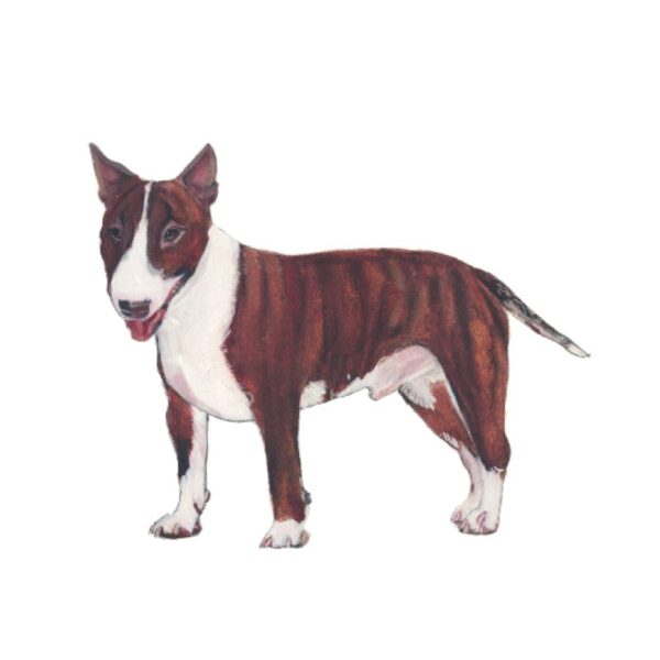 Bull Terrier Polly Horner 2011