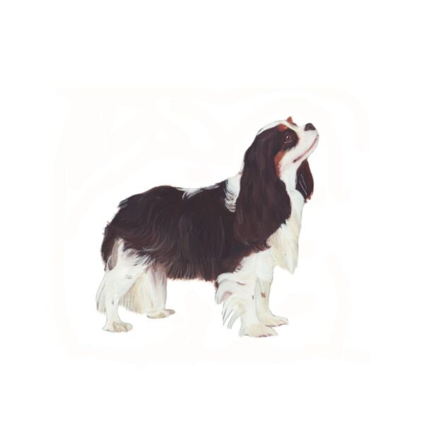 Cavalier King Charles Spaniel Polly Horner 2013