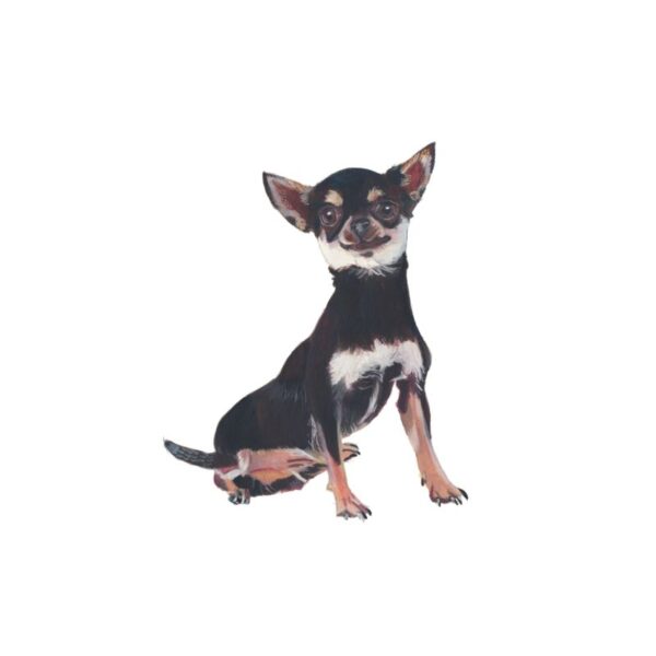 Chihuahua Polly Horner 2011