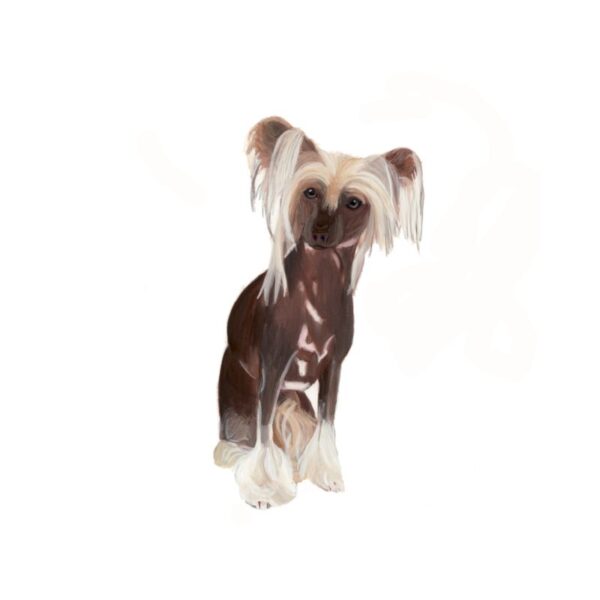 Chinese Crested Dog Polly Horner 2013