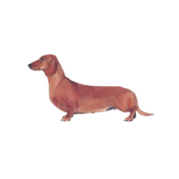 Dachshund Polly Horner 2011