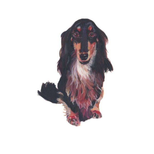 Dachshund long haired Polly Horner 2011