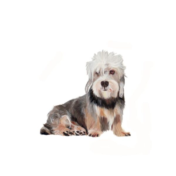 Dandie Dinmont Polly Horner 2013