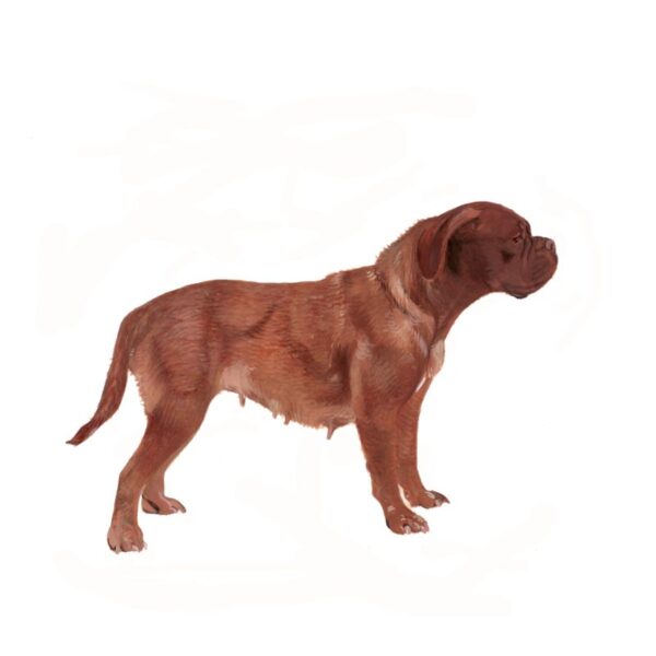 Dogue de Bordeaux Polly Horner 2013