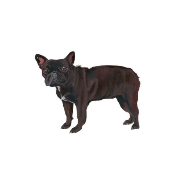 French Bulldog Polly Horner 2011