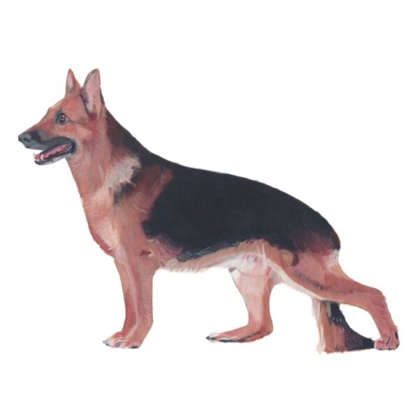 German Shepherd Polly Horner 2011