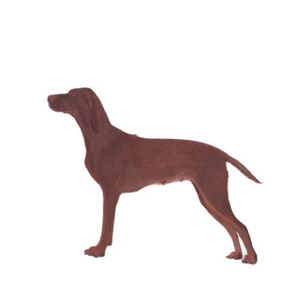 Hungarian Vizsla Polly Horner 2013