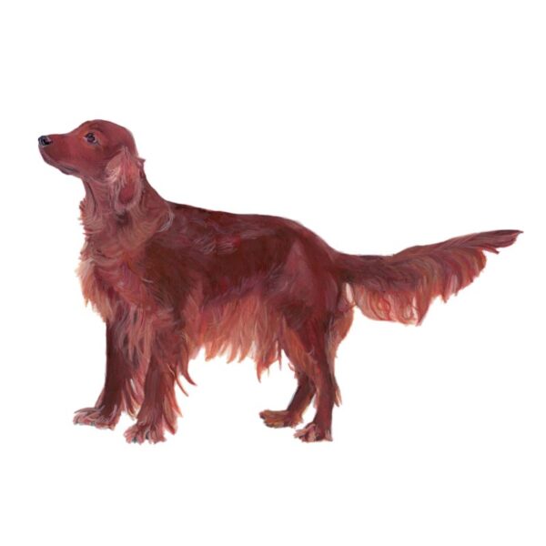 Irish Red Setter Polly Horner 2011
