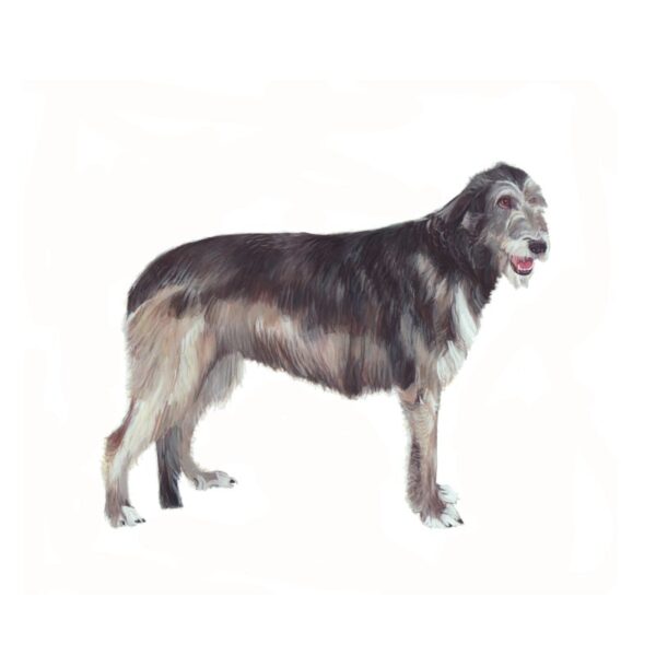 Irish Wolfhound Polly Horner 2013