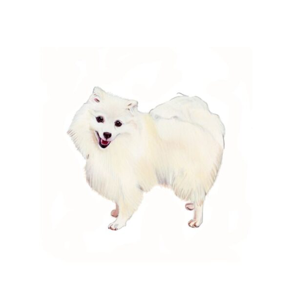 Japanese Spitz Polly Horner 2013
