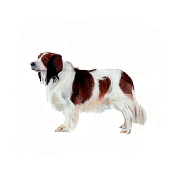 Kooikerhondje Polly Horner 2013