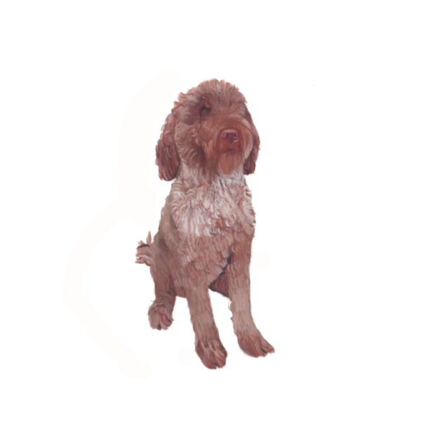 Labradoodle Polly Horner 2013