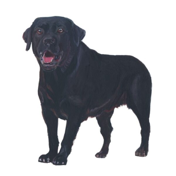 Labrador Retriever Polly Horner 2011