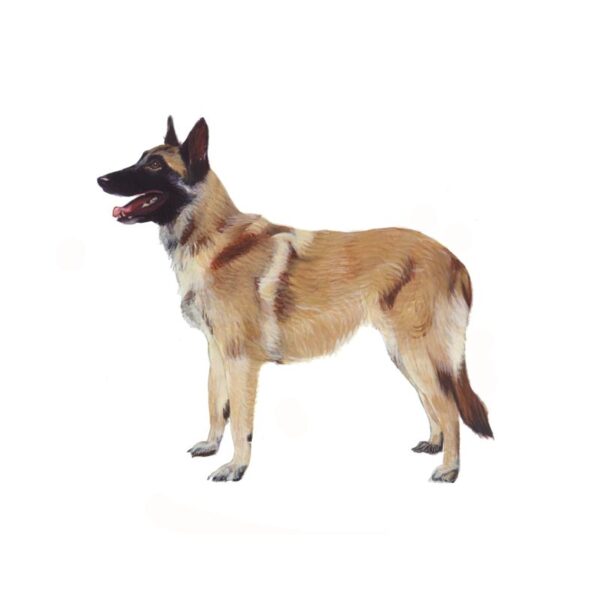 Malinois Polly Horner 2013