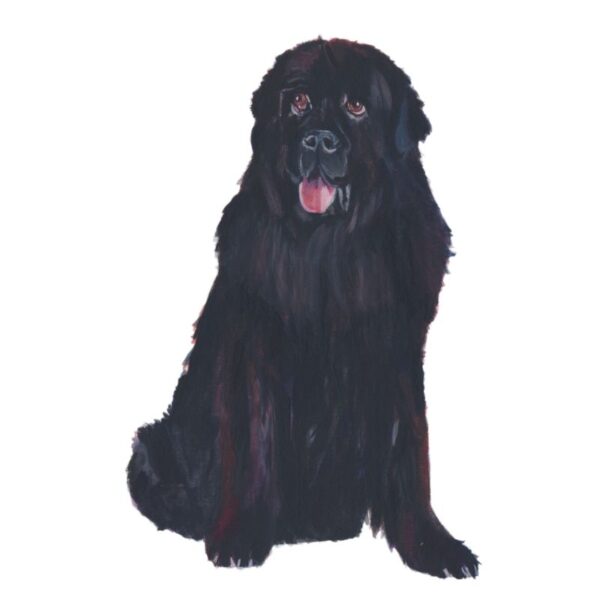 Newfoundland Polly Horner 2011