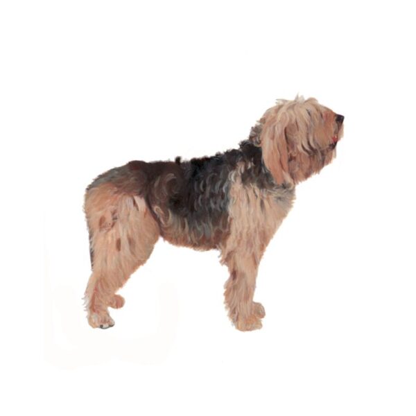 Otter Hound Polly Horner 2013