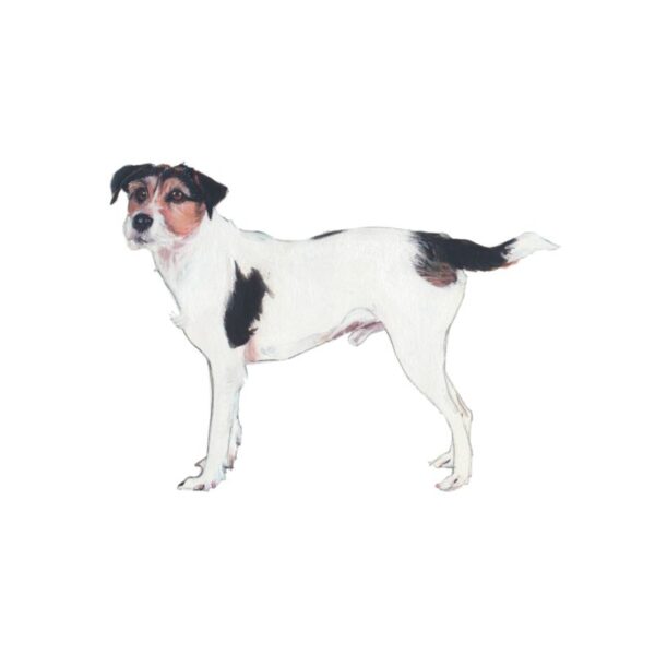 Parson Jack Russell Terrier Polly Horner 2011
