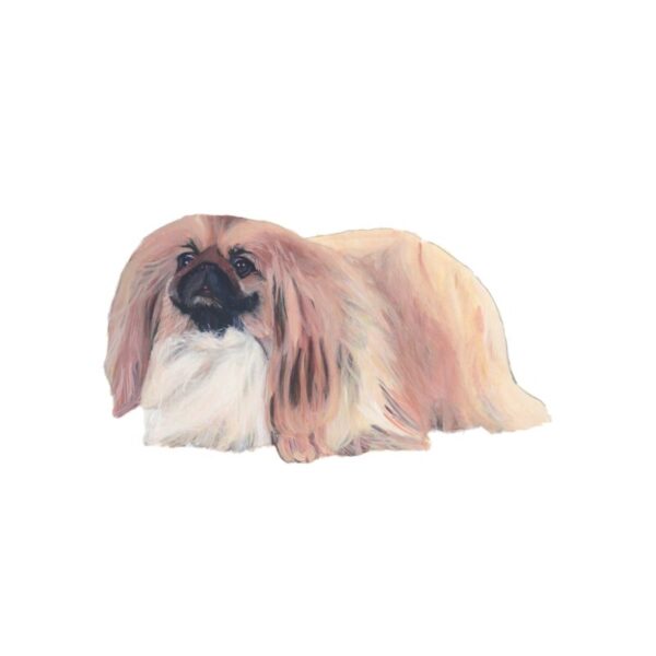 Pekingese Polly Horner 2011