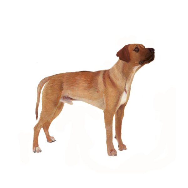 Rhodesian Ridgeback Polly Horner 2013