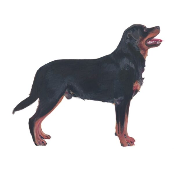 Rottweiler Polly Horner 2011