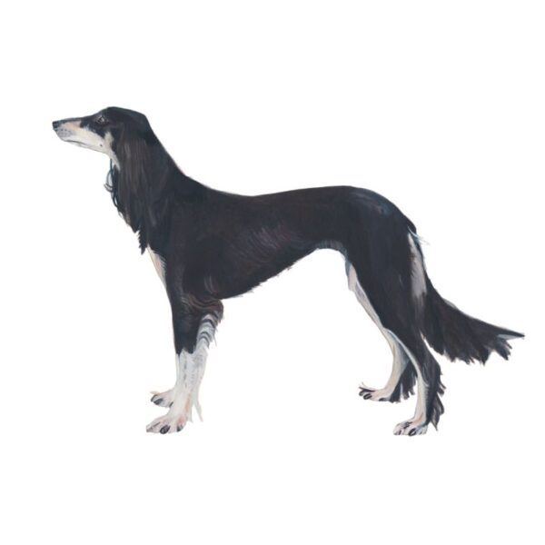 Saluki Polly Horner 2011