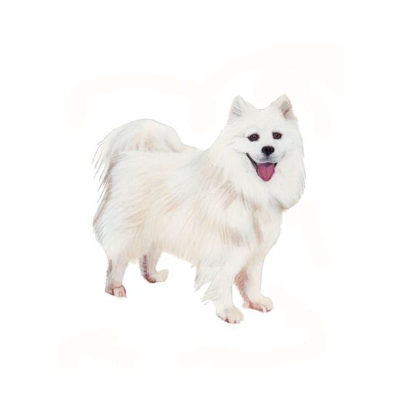 Samoyed Polly Horner 2013