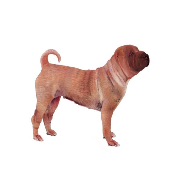 Shar Pei Polly Horner 2013