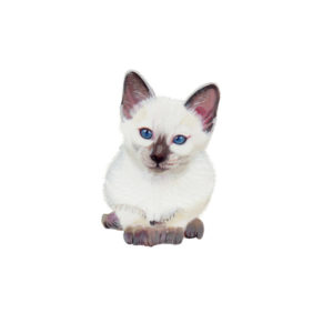 Siamese kitten Polly Horner