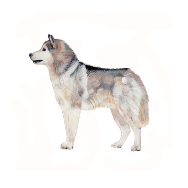 Siberian Husky Polly Horner 2013