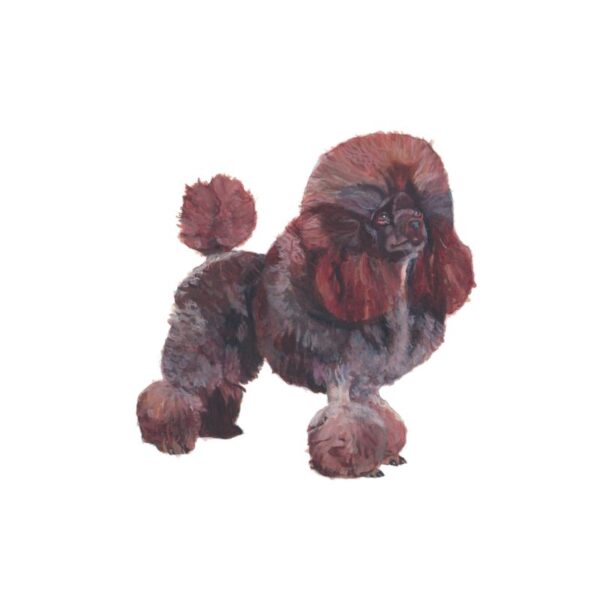 Toy Poodle Polly Horner 2011