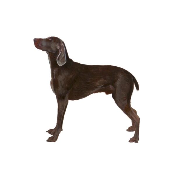 Weimaraner Polly Horner 2013