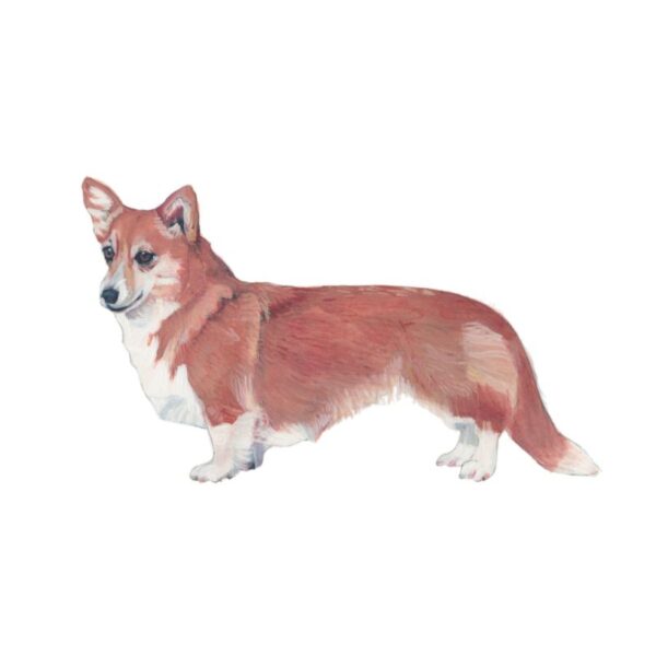 Welsh Corgi Pembroke Polly Horner 2011